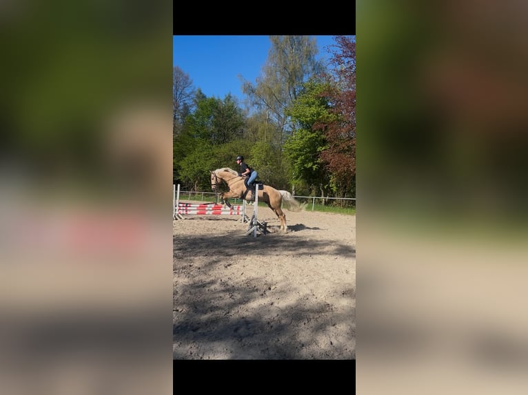 Oldenburg Gelding 6 years 16.1 hh Palomino in Siegen