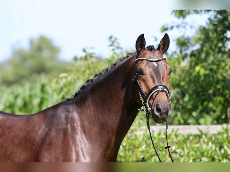 Oldenburg Gelding 6 years 16,2 hh Bay-Dark in Wardenburg