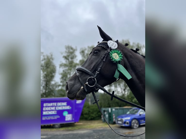 Oldenburg Gelding 6 years 16,2 hh Black in Gladenbachdenbach