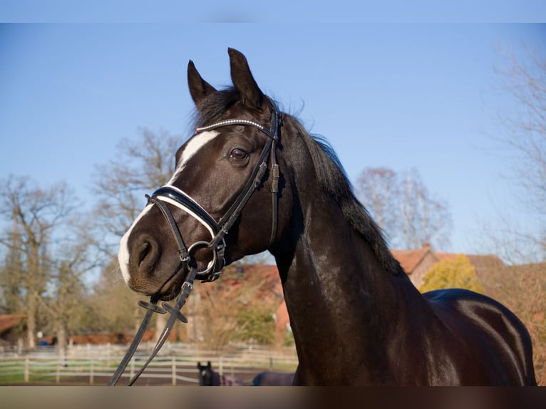 Oldenburg Gelding 6 years 16.2 hh Black in Wedemark