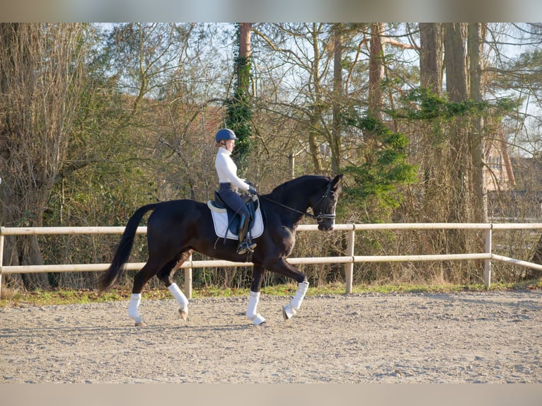 Oldenburg Gelding 6 years 16.2 hh Black in Wedemark
