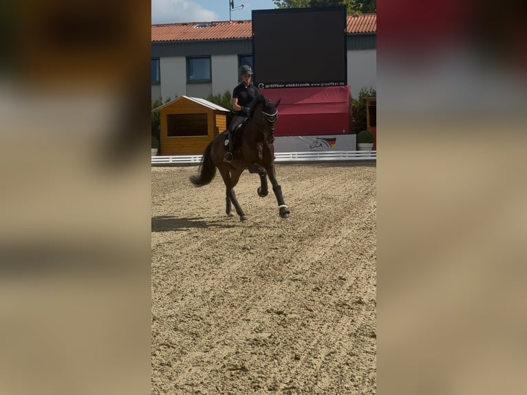Oldenburg Gelding 6 years 16.2 hh Brown in Phöben