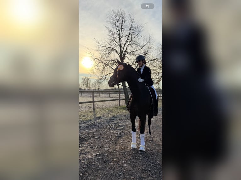 Oldenburg Gelding 6 years 16.2 hh Brown in Phöben