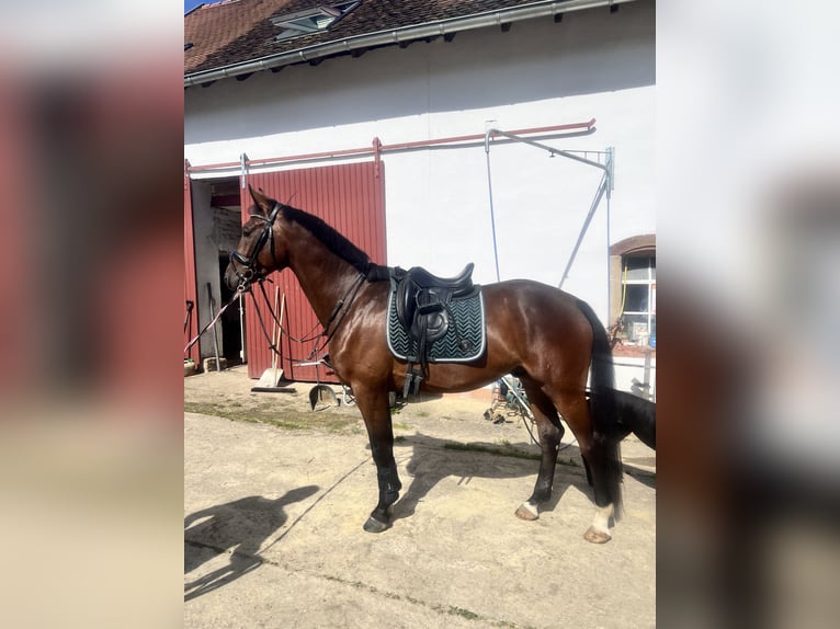 Oldenburg Gelding 6 years 16,2 hh Brown in Blieskastel