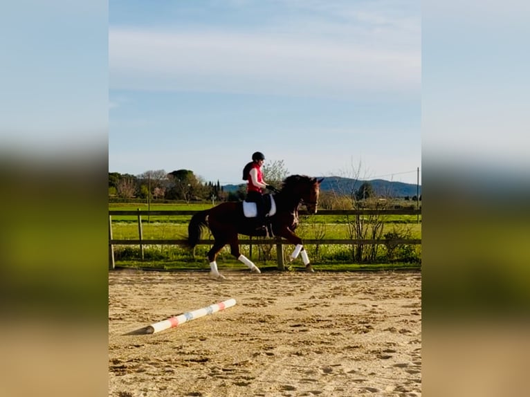 Oldenburg Gelding 6 years 16.2 hh Brown-Light in La Bisbal D'Emporda