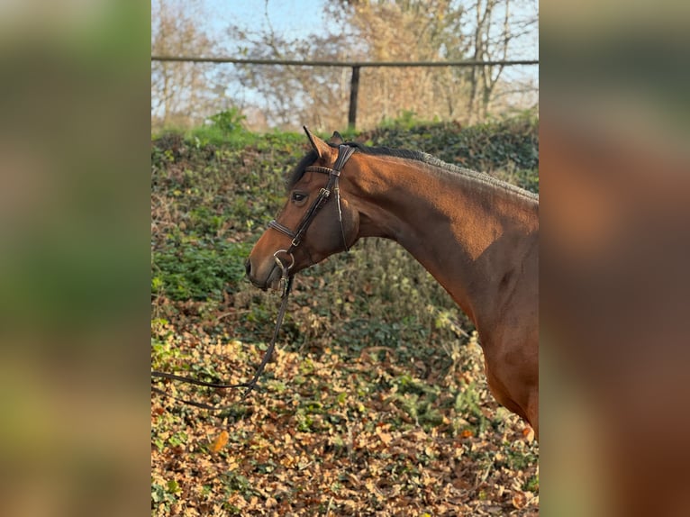 Oldenburg Gelding 6 years 16.2 hh Brown in Ganderkesee