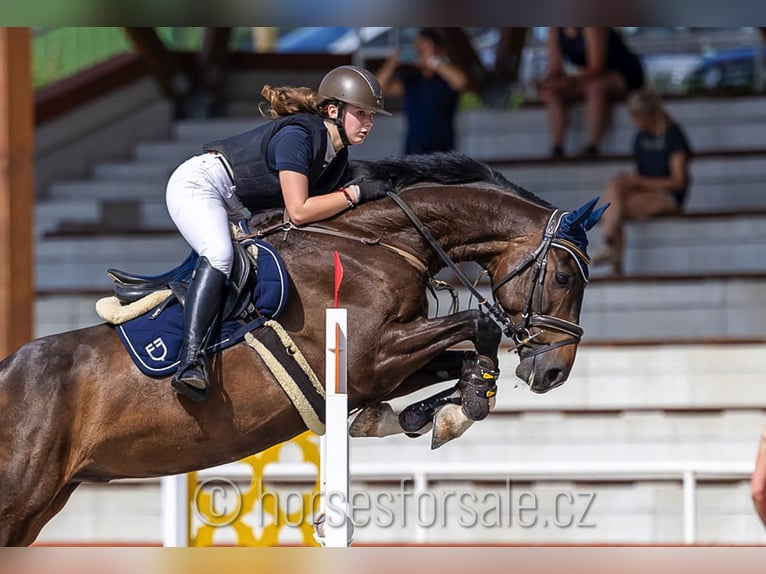 Oldenburg Gelding 6 years 16,2 hh Brown in Prag