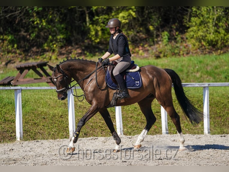 Oldenburg Gelding 6 years 16,2 hh Brown in Prag