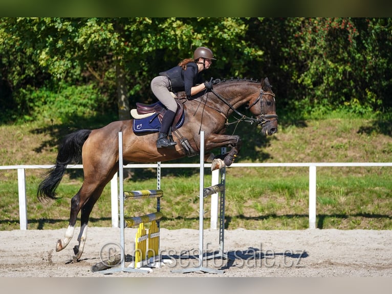 Oldenburg Gelding 6 years 16,2 hh Brown in Prag