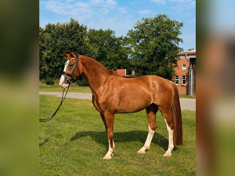 Oldenburg Gelding 6 years 16.2 hh Chestnut-Red in Großefehn Ostgroßefehn