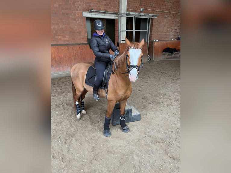 Oldenburg Gelding 6 years 16,2 hh Chestnut-Red in Wentorf bei Hamburg