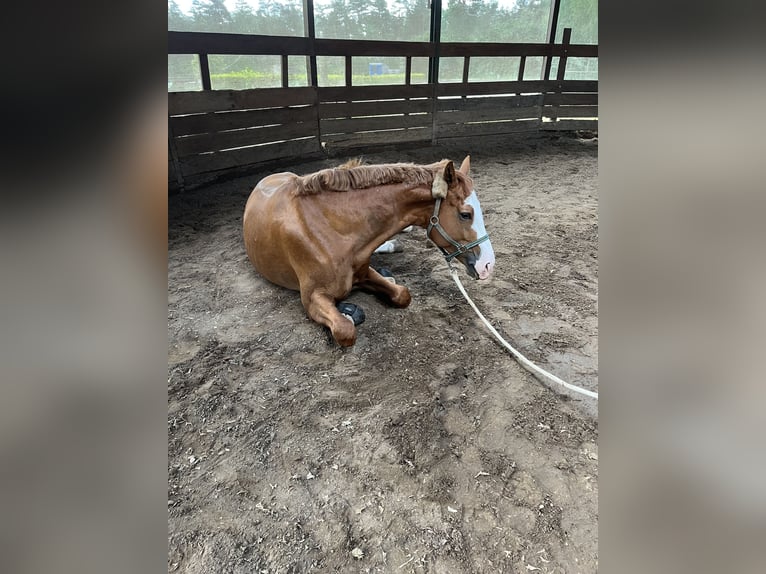 Oldenburg Gelding 6 years 16,2 hh Chestnut-Red in Wentorf bei Hamburg