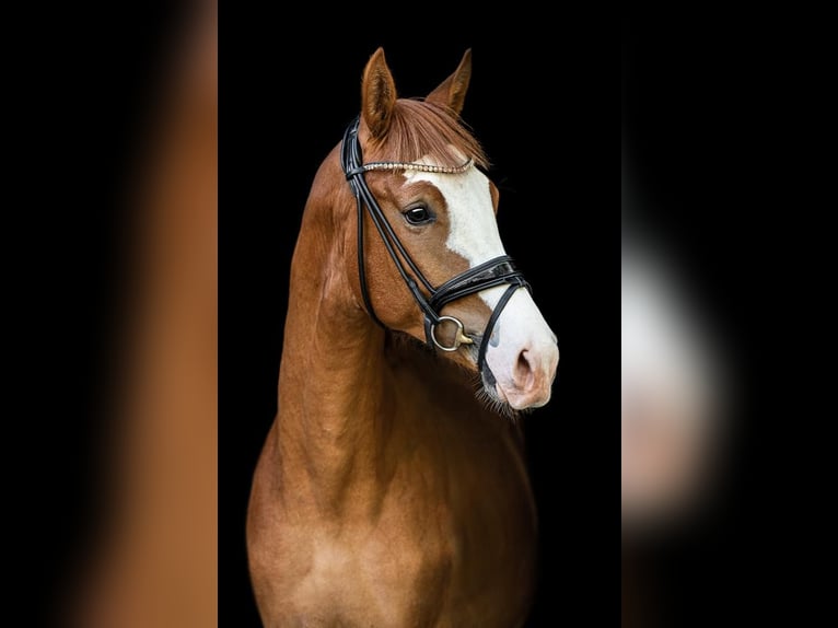 Oldenburg Gelding 6 years 16,2 hh Chestnut-Red in Wentorf bei Hamburg