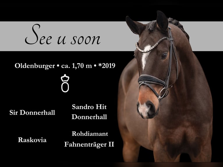 Oldenburg Gelding 6 years 16,2 hh in Wehringen