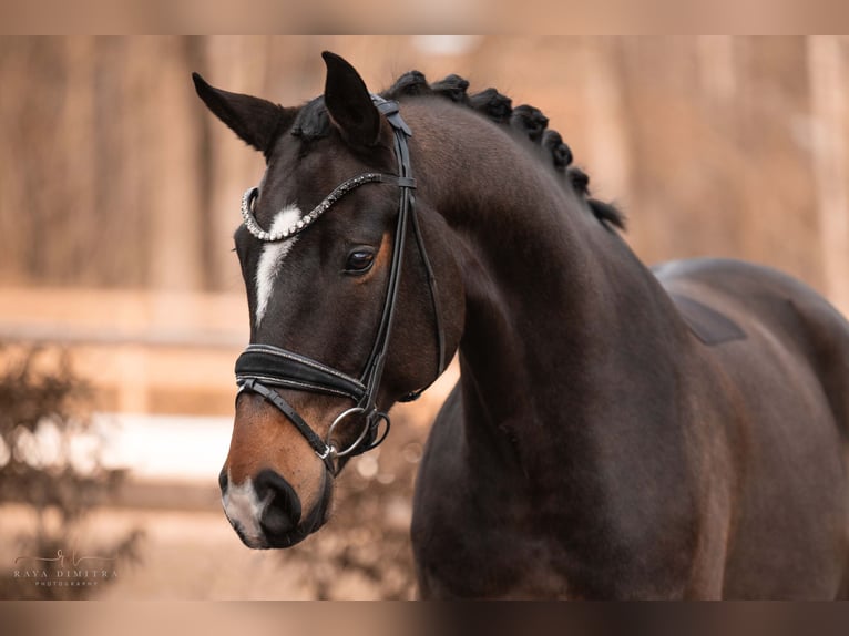 Oldenburg Gelding 6 years 16,2 hh in Wehringen