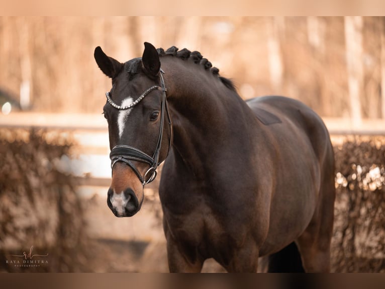 Oldenburg Gelding 6 years 16,2 hh in Wehringen