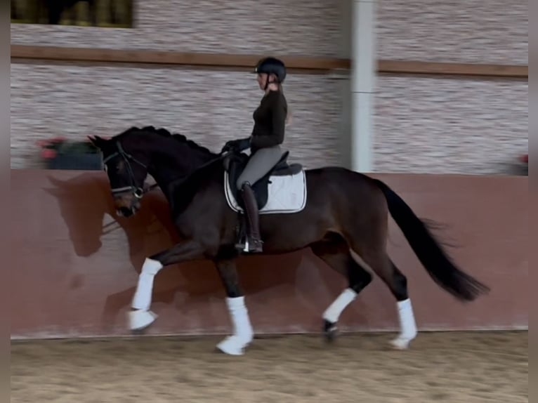 Oldenburg Gelding 6 years 16,2 hh in Wehringen