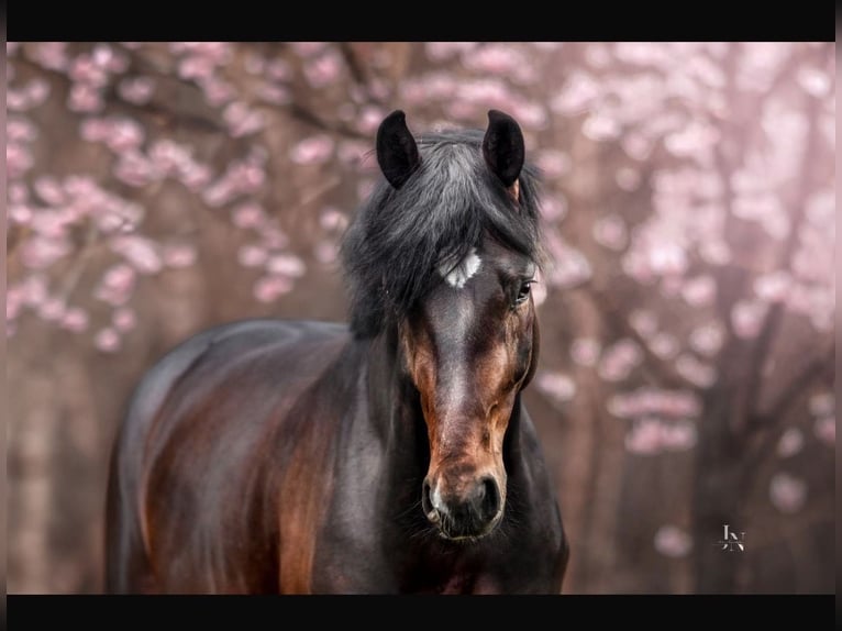 Oldenburg Gelding 6 years 16.3 hh Brown in Wentorf bei Hamburg