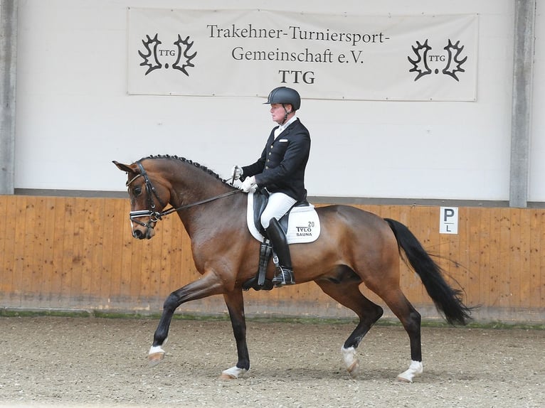 Oldenburg Gelding 6 years 16.3 hh Brown in Westertimke