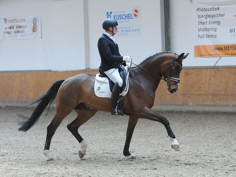 Oldenburg Gelding 6 years 16.3 hh Brown in Westertimke