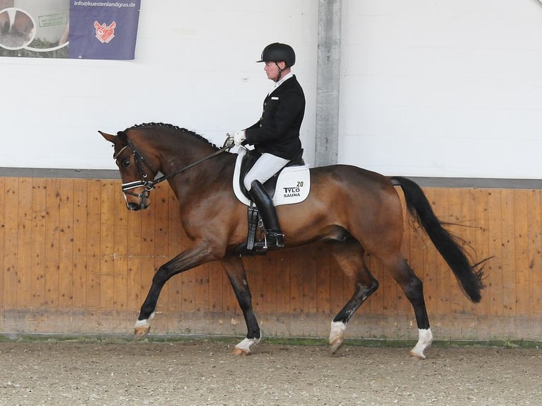 Oldenburg Gelding 6 years 16.3 hh Brown in Westertimke