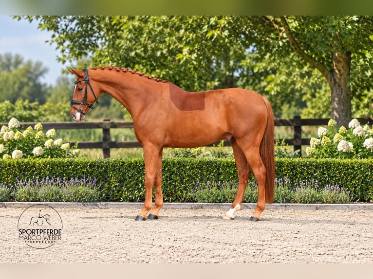 Oldenburg Gelding 6 years 16.3 hh Chestnut in Löningen