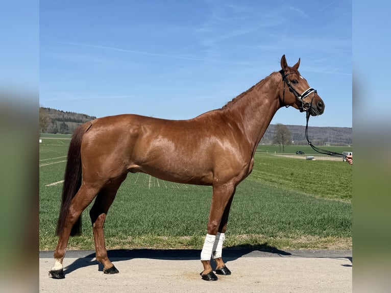 Oldenburg Gelding 6 years 16.3 hh Chestnut-Red in Riedlingen