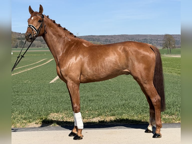 Oldenburg Gelding 6 years 16.3 hh Chestnut-Red in Riedlingen