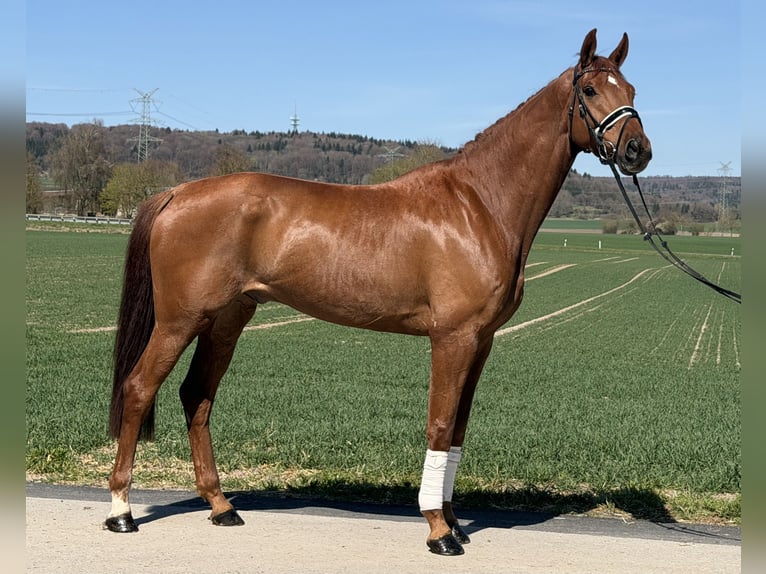 Oldenburg Gelding 6 years 16.3 hh Chestnut-Red in Riedlingen