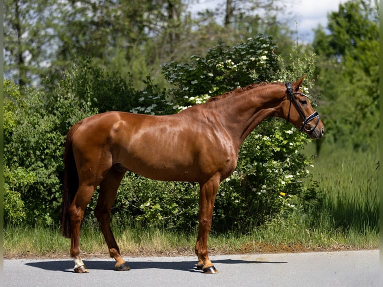 Oldenburg Gelding 6 years 16.3 hh Chestnut-Red in Rosenheim