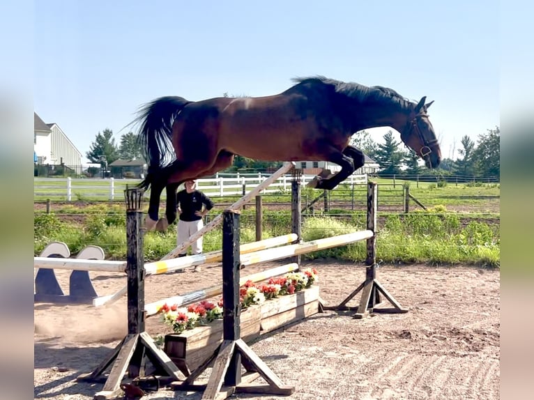 Oldenburg Gelding 6 years 16 hh Bay in Telford