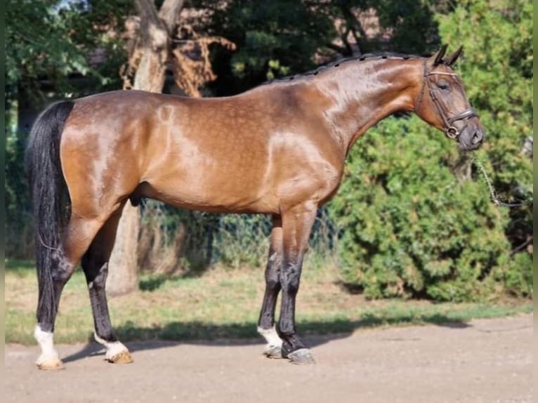 Oldenburg Gelding 6 years 16 hh Bay in Telford