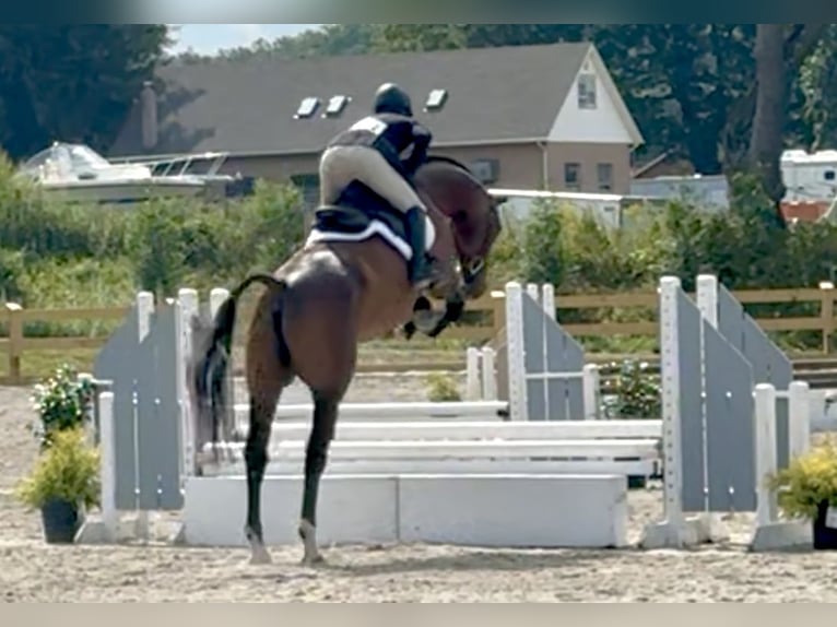 Oldenburg Gelding 6 years 16 hh Bay in Telford