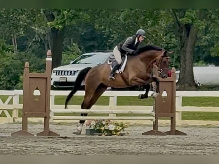 Oldenburg Gelding 6 years 16 hh Bay in Telford