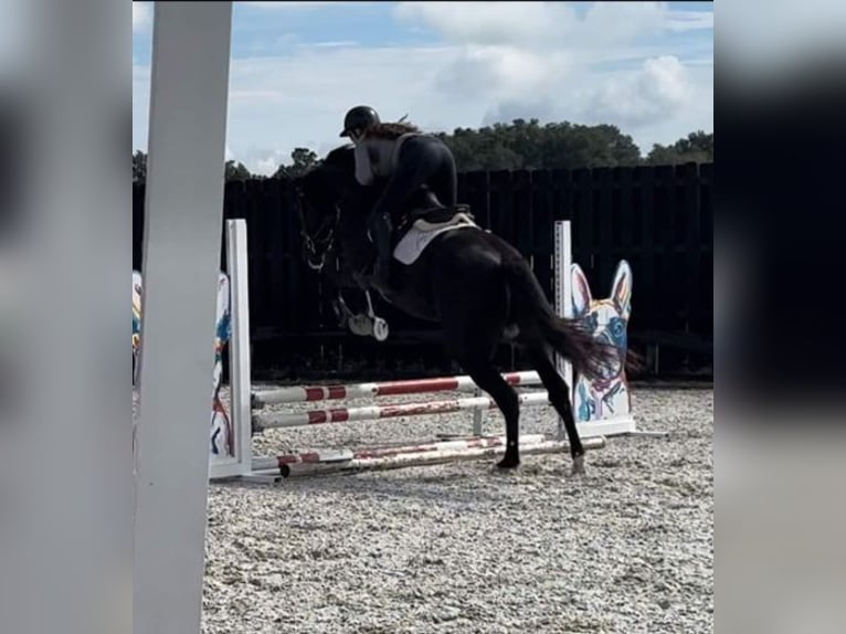 Oldenburg Gelding 6 years 16 hh Black in Hawaii National Park