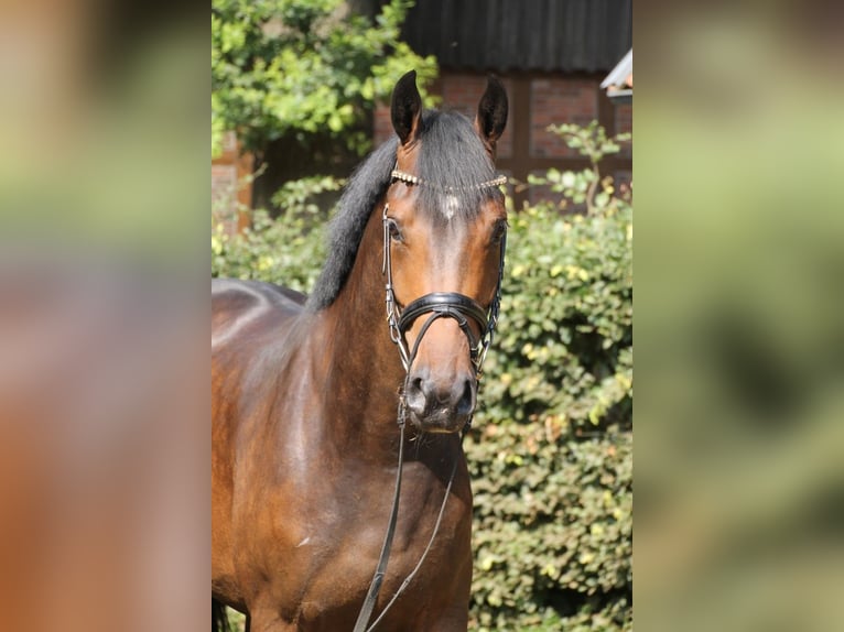 Oldenburg Gelding 6 years 16 hh Brown in Kassel