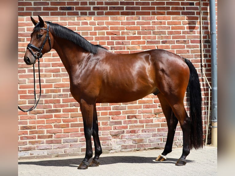 Oldenburg Gelding 6 years 16 hh Brown in Rhede