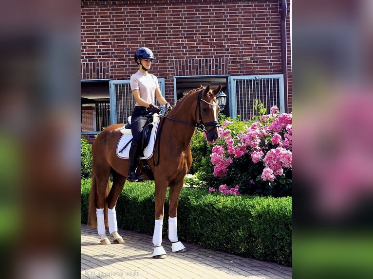 Oldenburg, Gelding, 6 years, 16 hh, Chestnut-Red