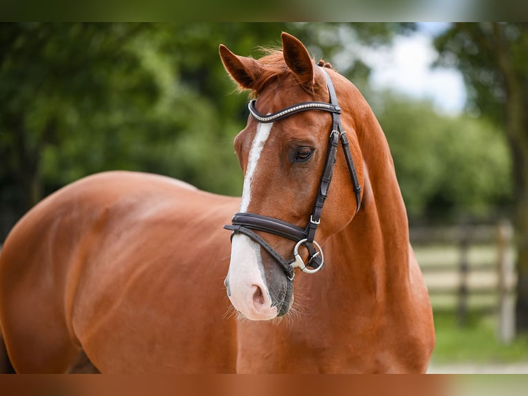 Oldenburg Gelding 6 years 16 hh Chestnut-Red in Riedstadt