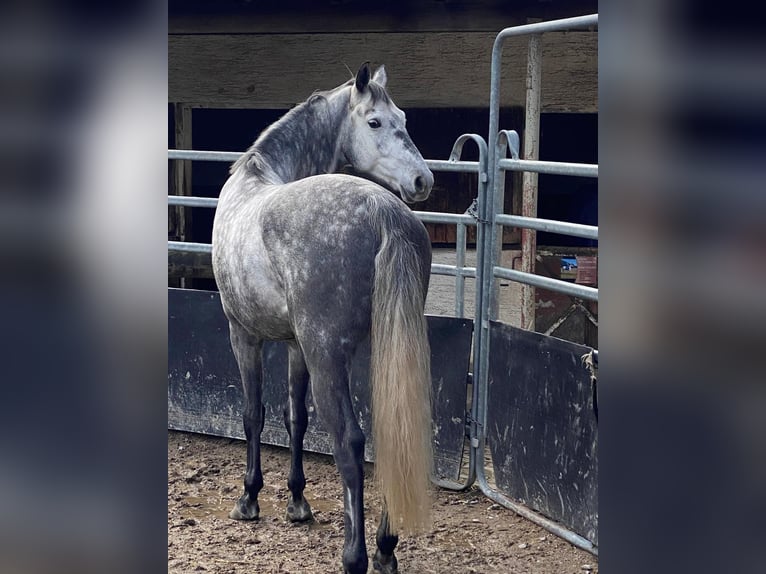 Oldenburg Gelding 6 years 16 hh Grey in Marbach am Neckar