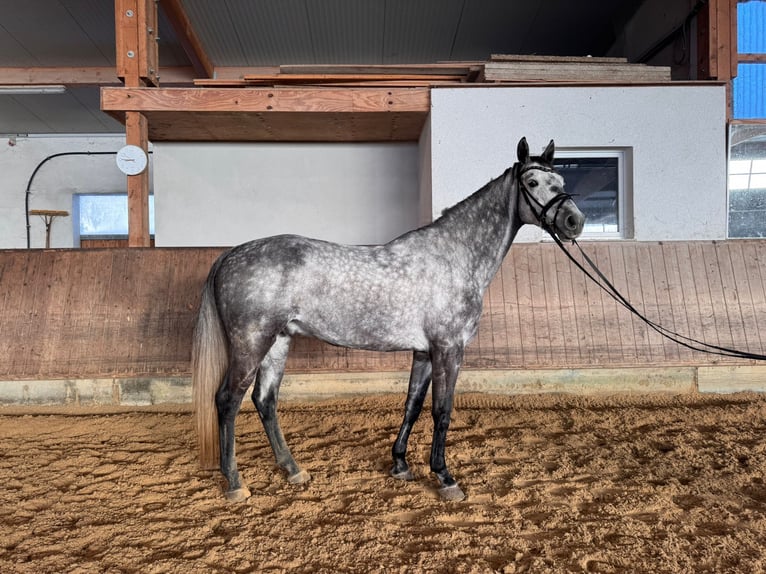 Oldenburg Gelding 6 years 16 hh Grey in Marbach am Neckar