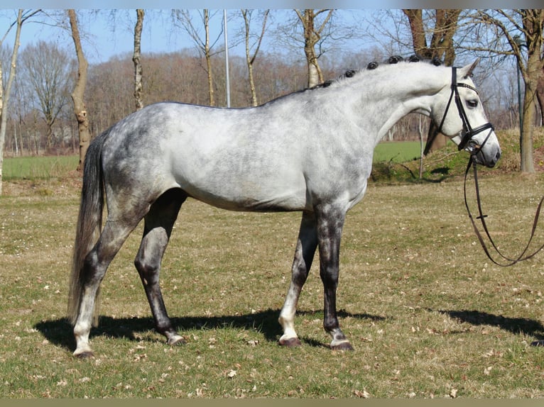 Oldenburg Gelding 6 years 16 hh Grey in Dortmund