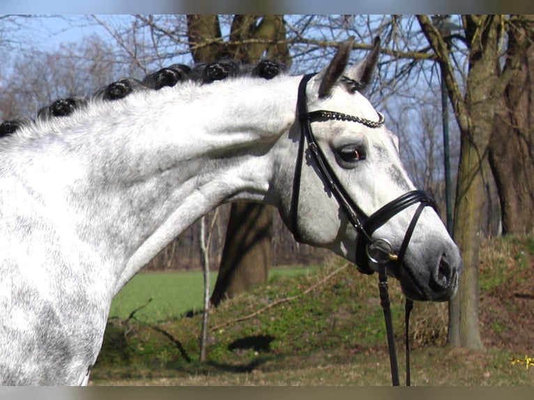 Oldenburg Gelding 6 years 16 hh Grey in Dortmund
