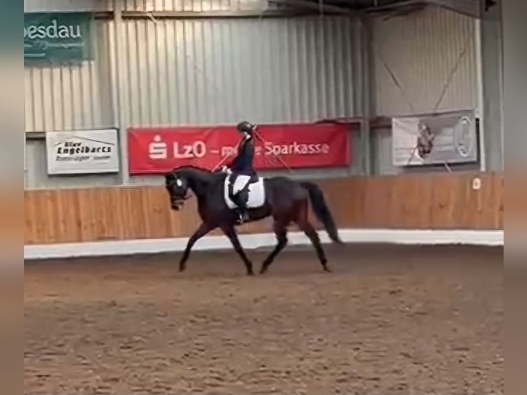 Oldenburg Gelding 6 years 16,1 hh Bay-Dark in Wilhelmshaven