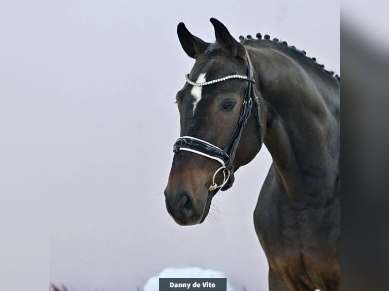 Oldenburg Gelding 6 years 16,1 hh Bay-Dark in Vechta