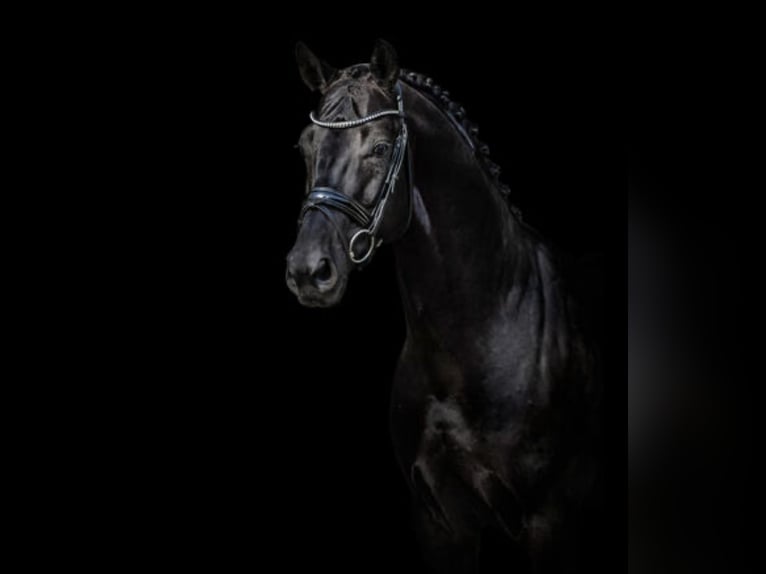 Oldenburg Gelding 6 years 16,1 hh Black in Norderstedt