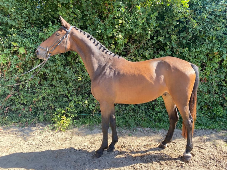 Oldenburg Gelding 6 years 16,1 hh Brown in Groß-Bieberau