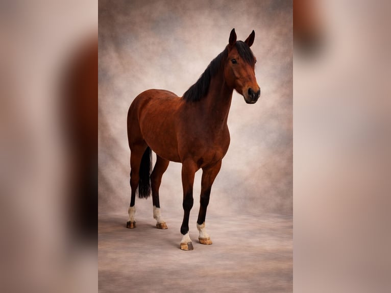 Oldenburg Gelding 6 years 16,1 hh Brown in Ritterhude