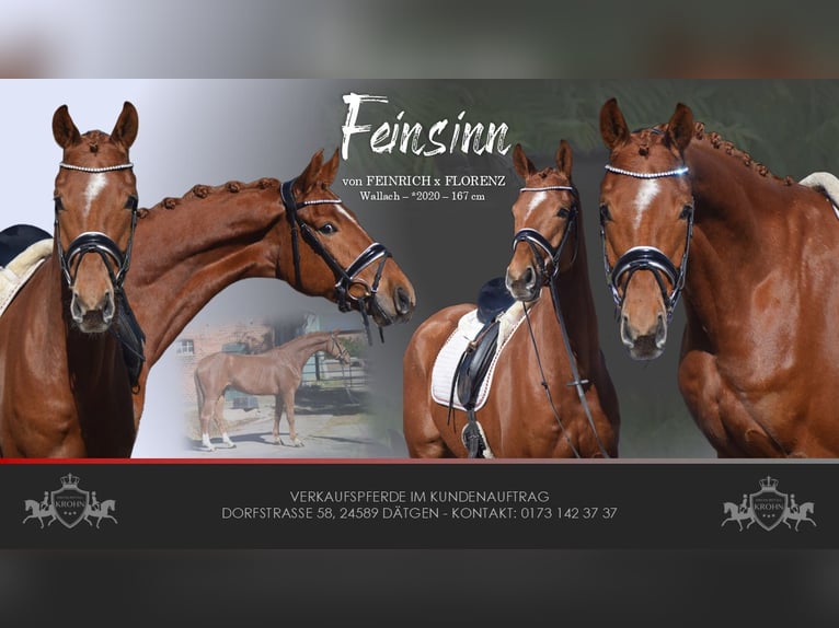 Oldenburg Gelding 6 years 16,1 hh Chestnut-Red in Dätgen