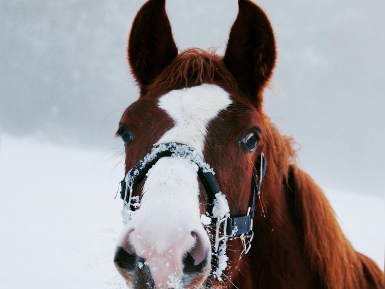 Oldenburg Gelding 6 years 16,1 hh Chestnut-Red in Erharting